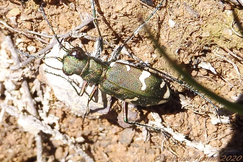 Cicindelidae: Cicindela sylvicola  (e C. cfr. majalis)